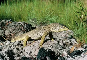 Goanna: GouldIs GOANNA / GouldIs Sand Monitor Lizard /