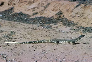 Goanna: GouldIs GOANNA / GouldIs Sand Monitor Lizard /