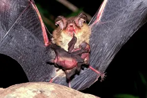 Goulds: GouldIs long-eared bat (Nyctophilus gouldi) female