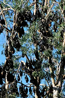 Gould: Gould's Fruit Bat - & Spectacled Fruit Bat (Pteropus