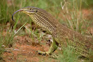 Gould: Gould's Goanna