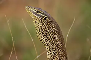 Gould: Gould's Goanna