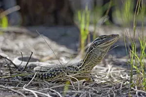 Goanna: Gould's Goanna