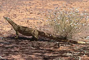 Goanna: Gould's GOANNA / Gould's Sand Monitor Lizard / Sand