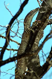Gould: Gould's Goanna / Sand Goanna - foraging in dry open habitat