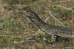 Gould: Gould's Goanna / Sand Goanna - foraging in dry open habitat