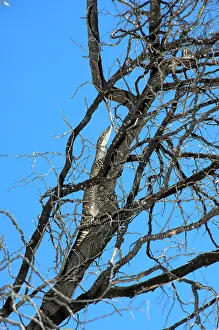 Gould: Gould's Goanna / Sand Goanna - foraging in dry open habitat