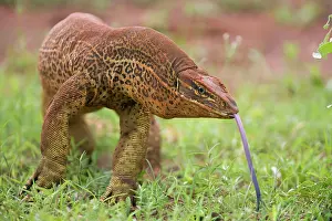 Scenting: Gould's Goanna - sensing air with tongue