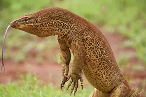 Scenting: Gould's Goanna - sensing air with tongue