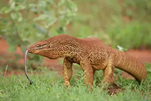 Scenting: Gould's Goanna - sensing air with tongue