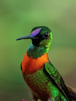 Multi: Gould?s Jewelfront (Heliodoxa aurescens), Peru
