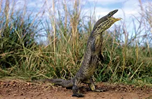 Gould: Gould's Sand Goanna