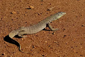 120618: Gould's Sand Monitor