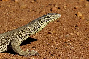 120618: Gould's Sand Monitor