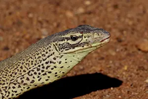 120618: Gould's Sand Monitor