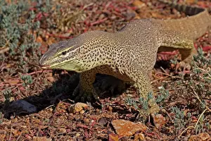 120618: Gould's Sand Monitor