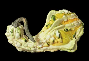Comedy: Gourd