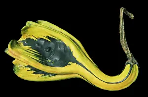 Comedy: Gourd