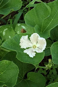 Ferry: Gourd Flower