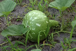 Ferry: Gourd