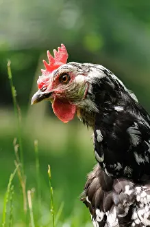 Entomophagous: Gourney Hen walking in the grass Normandie France