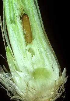 Gout: Gout fly