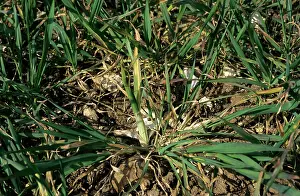 Gout: Gout fly larva damage in wheat