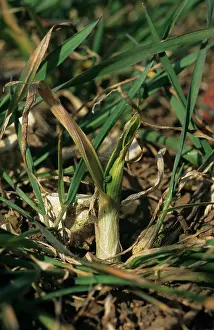 Gout: Gout fly larva damage in wheat