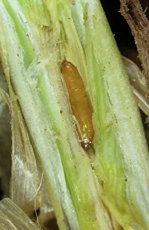 Micrograph: Gout fly pupa