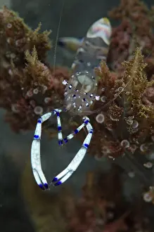 Anemones: Graceful Anemone Shrimp