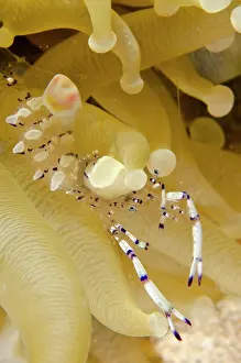 Crustacea: Graceful Anemone Shrimp