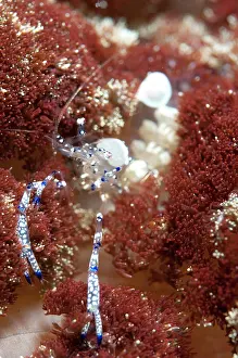 Retreat: Graceful Anemone Shrimp on Anemone