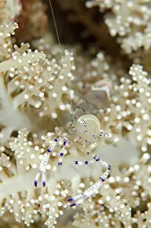 Kode: Graceful Anemone Shrimp on Anemone Boulders dive
