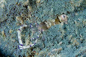 Dash: Graceful Anemone Shrimp on Fire Anemone (Phyllodiscus