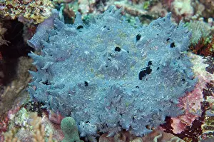 Palaemonoidea: Graceful Anemone Shrimps on Fire Anemone (Phyllodiscus