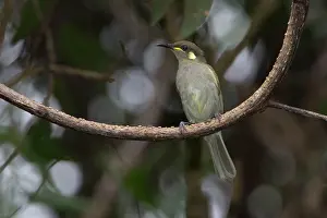 Gracilis: Graceful Honeyeater
