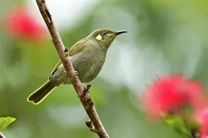 Gracilis: Graceful Honeyeater