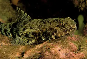Waterscape: Graceful lizardfish
