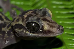 Geckos: Graceful Madagascar Ground Gecko (Paroedura gracilis)