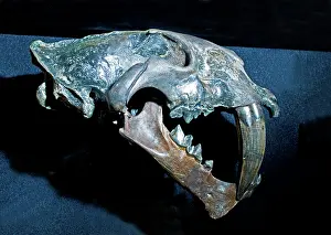 Gracilis: Gracile Saber Tooth Cat