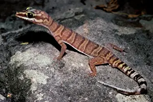 Gracilis: Gracile velvet gecko