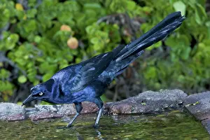 Mexicanus: Grackle male