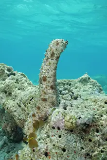 Cucumber: Graeffe's Sea Cucumber (Pearsonothuria graeffei)