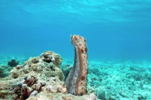 Cucumber: Graeffe's Sea Cucumber (Pearsonothuria graeffei)