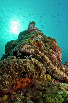 Bohadschia: Graeff's Sea Cucumber