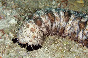 Flores: Graeffs Sea Cucumber (Pearsonothuria graeffei)