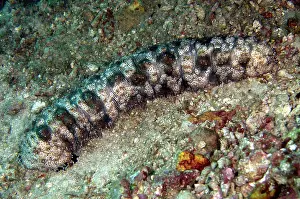 Flores: Graeffs Sea Cucumber (Pearsonothuria graeffei)