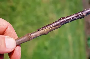 Joining: Grafting Apples - joining scion to root-stock