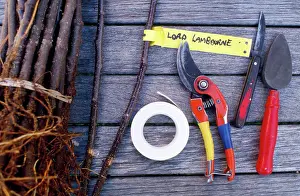 Lord: Grafting Tools - Lord Lambourne variety scion and