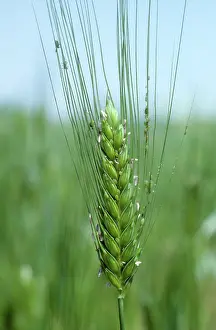 Aphididae: Grain aphid infestation on barley ear